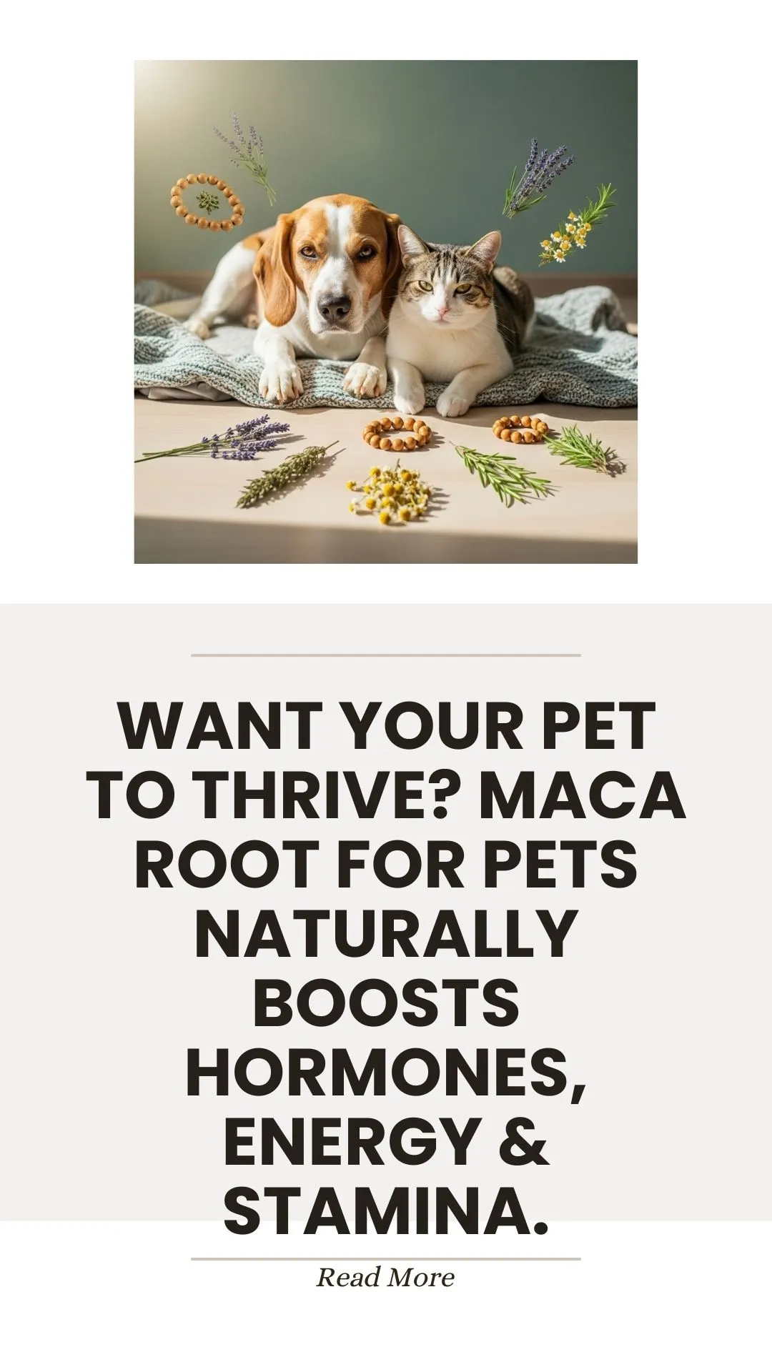 Root Pet Want Your Pet to Thrive? Maca Root for Pets Naturally Boosts Hormones ...