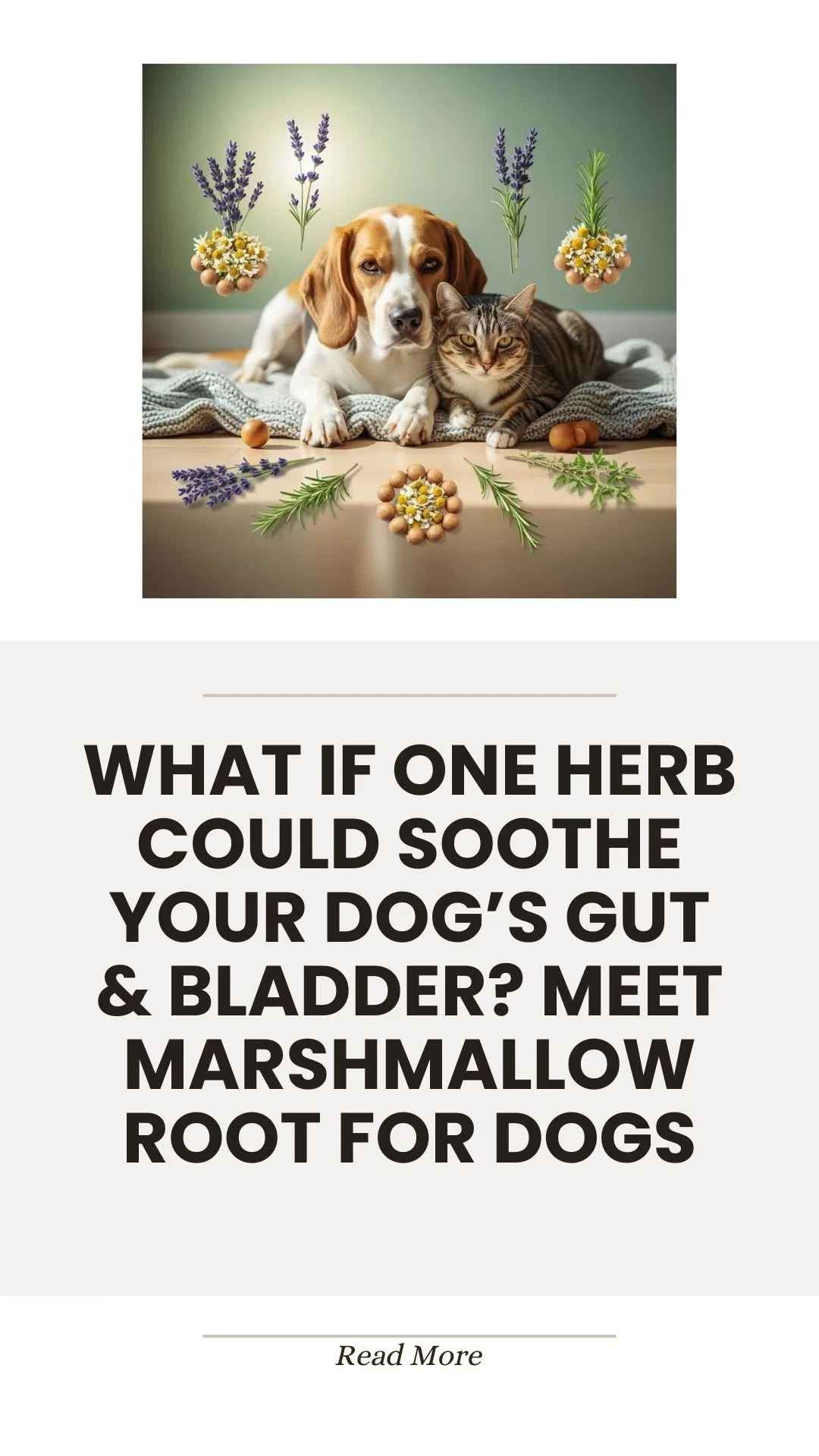 Dogs Root Table What if One Herb Could Soothe Your Dog’s Gut & Bladder? Meet ...